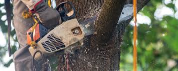 Reliable Whitehouse, TX  Tree Services Solutions