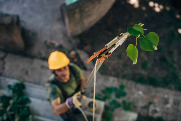 Best Storm Damage Tree Cleanup  in Whitehouse, TX