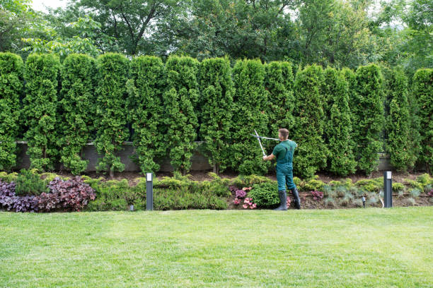 Best Lawn Edging Services  in Whitehouse, TX