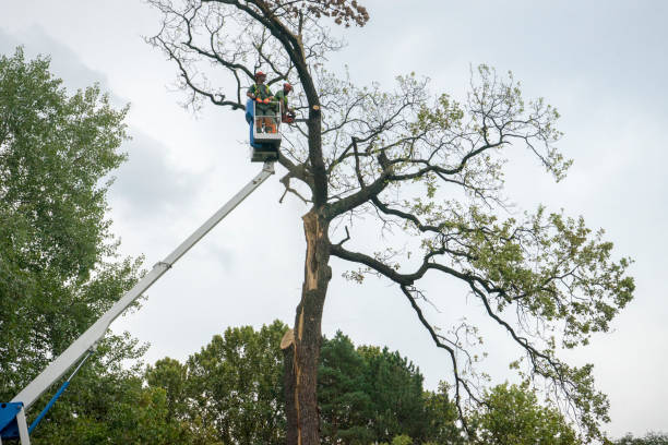 Best Fruit Tree Pruning  in Whitehouse, TX