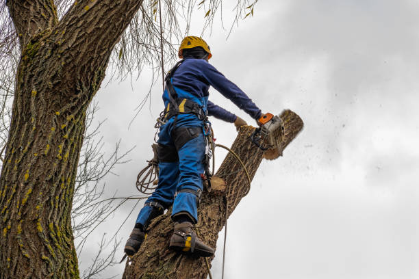 Best Weed Control Services  in Whitehouse, TX