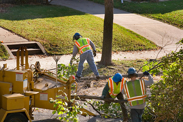 Best Tree Planting Services  in Whitehouse, TX