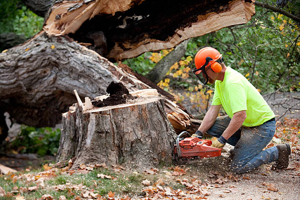 Best Tree Cabling and Bracing  in Whitehouse, TX