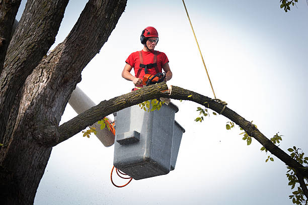 Best Tree Maintenance Programs  in Whitehouse, TX