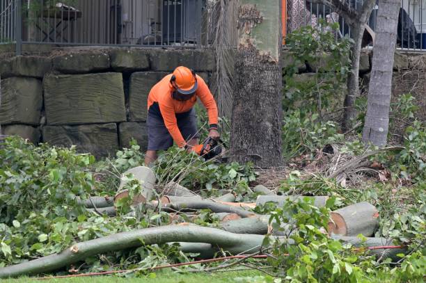 Best Tree Preservation Services  in Whitehouse, TX