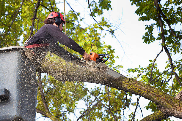 Best Tree Mulching Services  in Whitehouse, TX