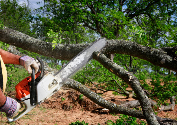 Best Emergency Tree Removal  in Whitehouse, TX